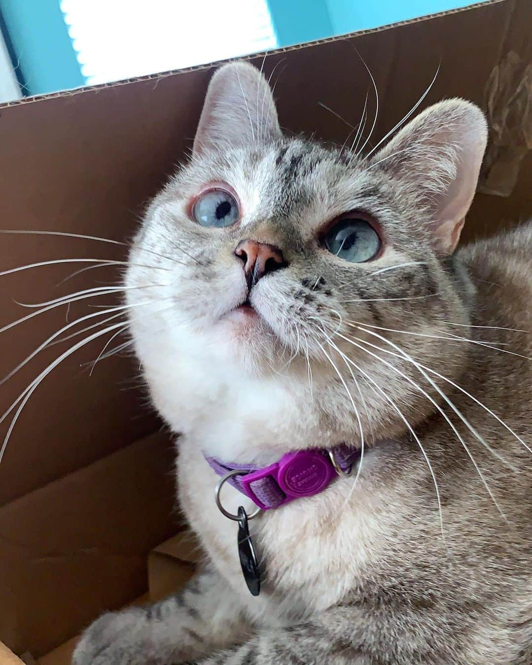 nala_catさんのインスタグラム写真 - (nala_catInstagram)「My birthday celebrations continue! I invite you to party with me by giving the gift of nutrition and love to our friends @kittenrescuela   I’ll be donating an 11 pound bag of kibble for every bag sold starting today and ending on 8/15/2020. This means when you buy a bag for your kitty, i’ll send an entire bag of kibble to @kittenrescuela 📦 ❤️  ⁣ If you want to help but don't need food right now or you live in another country, you can participate by visiting our website and purchasing the “Donation-only Dry Food” product and we'll add a bag to the donation! Together, we can help ease some of the financial burden of rescues so the heroes can do what they do best, save lives and find loving forever homes (Link in bio) www.lovenala.com」7月16日 2時38分 - nala_cat