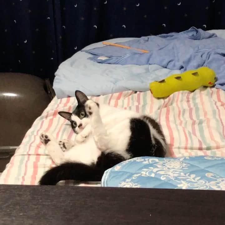ぽんずのインスタグラム：「盗撮してたら怒られました。 ※テレビの音うるさくてすみません  #ねこ#猫#cat#猫好き#親バカ#はちわれ#ハチワレ#はちわれ猫#ハチワレ猫#白黒猫部#にゃんすたぐらむ#ilovecat#猫大好き#うちの猫自慢#白黒猫 #我が家のぽんずくん #ちゅーちゅー妖怪」