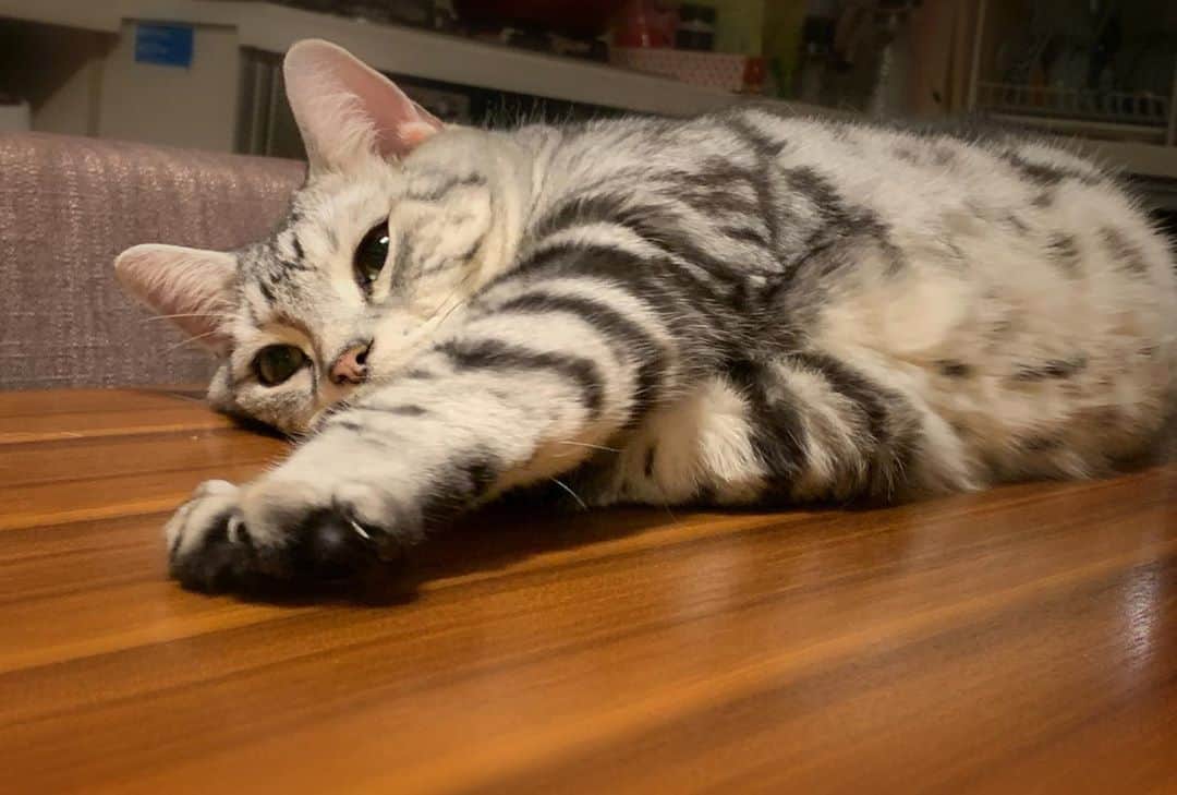増崎孝司のインスタグラム：「7/15は東京のお盆 少しだけひんやりした1日だったから猫も楽器も？心なしか落ち着いてる(笑) #あめしょー #threedotsguitar #emgpickups #lovecats」