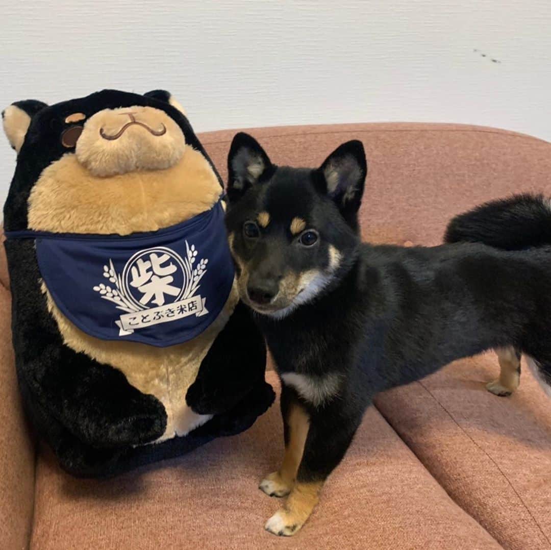のインスタグラム：「環奈人形🐕  . . .  #豆柴#柴犬#日本犬#黒柴#黒豆柴#まめしば#しばいぬ#しば#しばすたぐらむ #こいぬ #柴  #ここ柴部#柴子犬 #shibalove #mameshiba #kuroshiba #shibainu #shiba #shibadog #shibastagram #shibastyle#なーこ」