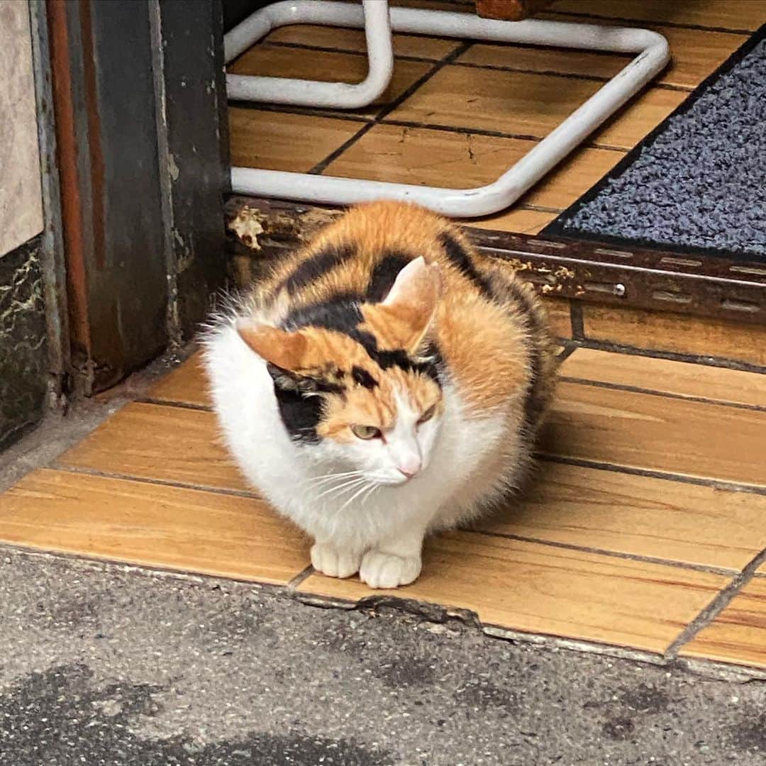 津田大介のインスタグラム：「新宿にかわいい野良猫いた」
