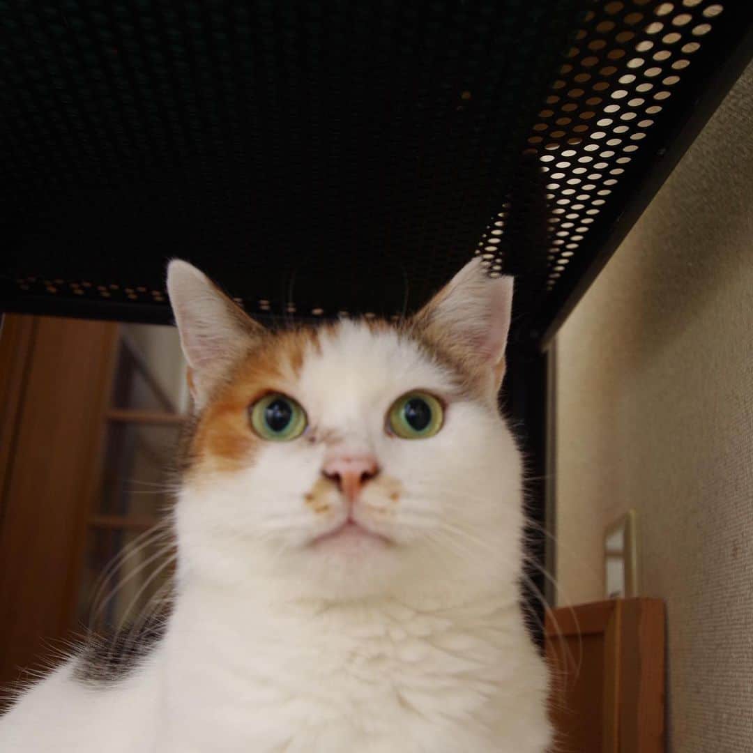Kachimo Yoshimatsuさんのインスタグラム写真 - (Kachimo YoshimatsuInstagram)「正面顔 #うちの猫ら #mikeko #猫 #ねこ #cat #ネコ #catstagram #ネコ部 http://kachimo.exblog.jp」7月15日 17時48分 - kachimo