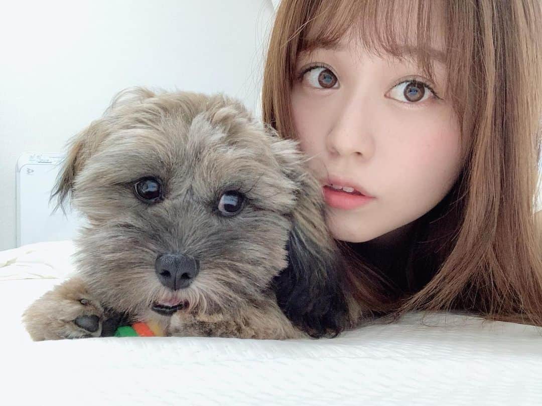 日岡なつみのインスタグラム：「本日、誕生日を迎えました❣️ そんな日にご報告を… 実は数ヶ月前に我が家に新しい家族をお迎えしました！ トイプードル×シーズーのMIX犬の女の子「すみれ」です🐶💜 今もう少しで生後半年！ これからは今までの写真や動画も載せていけたらなと思ってます♡ すみれ共々よろしくお願いします🥰 #しゅみれぐらむ」