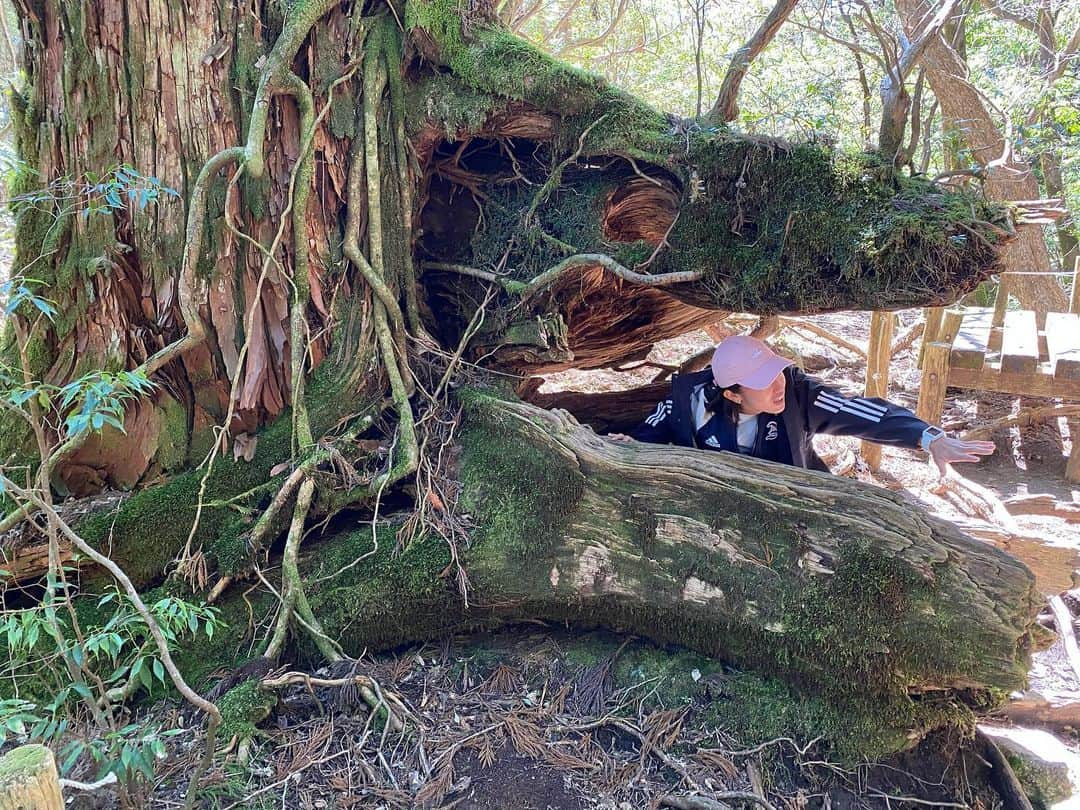 加藤未唯さんのインスタグラム写真 - (加藤未唯Instagram)「大きな魚の口に見える木🌲 どれが好き？🌲❤️ #縄文杉 #杉 #木 #屋久島 #鹿児島 #山 #山ガール #山登り #登山 #トレッキング #自然 #🌲」7月15日 18時33分 - miyukato1121