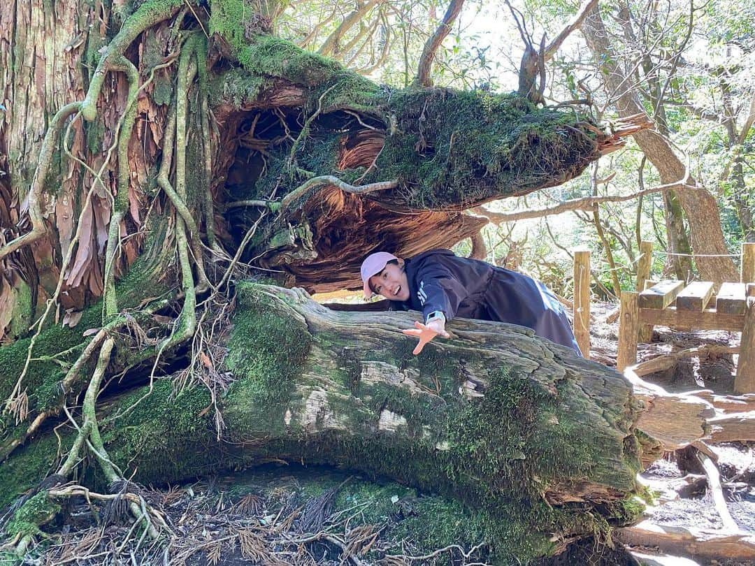 加藤未唯さんのインスタグラム写真 - (加藤未唯Instagram)「大きな魚の口に見える木🌲 どれが好き？🌲❤️ #縄文杉 #杉 #木 #屋久島 #鹿児島 #山 #山ガール #山登り #登山 #トレッキング #自然 #🌲」7月15日 18時33分 - miyukato1121