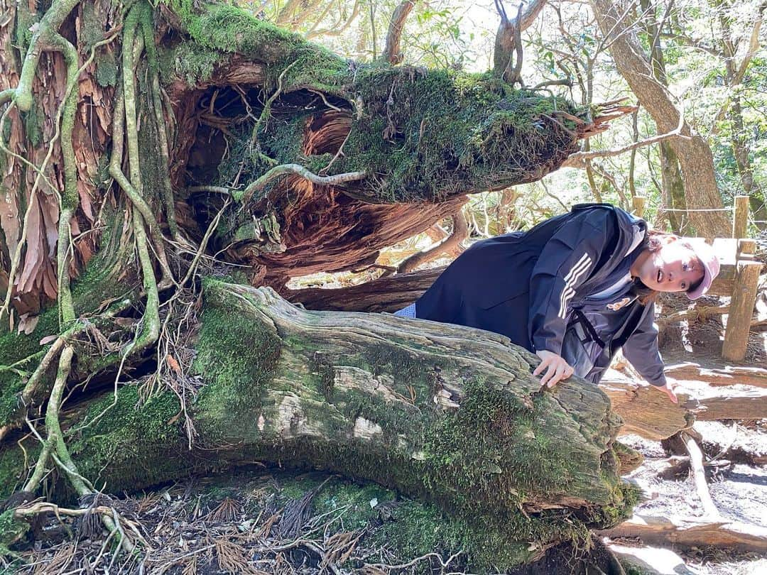 加藤未唯さんのインスタグラム写真 - (加藤未唯Instagram)「大きな魚の口に見える木🌲 どれが好き？🌲❤️ #縄文杉 #杉 #木 #屋久島 #鹿児島 #山 #山ガール #山登り #登山 #トレッキング #自然 #🌲」7月15日 18時33分 - miyukato1121