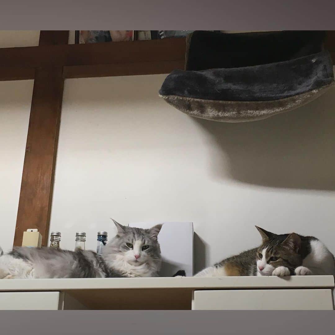 lululukululuさんのインスタグラム写真 - (lululukululuInstagram)「うちの子達 lulu&kululu😸❤️🥰 #ねこ#ネコ#猫#cat」7月15日 18時41分 - tajitajicat