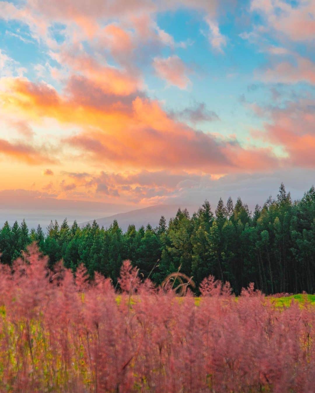 ハワイアン航空さんのインスタグラム写真 - (ハワイアン航空Instagram)「幻想的な景色のここはどこ？ #マウイ島 の草原から見た#サンセット 😍  Photo by @dylangallante  #ハワイの風景 #ハワイの夕日 #ハワイ好きな人と繋がりたい」7月15日 18時58分 - hawaiianairlinesjp