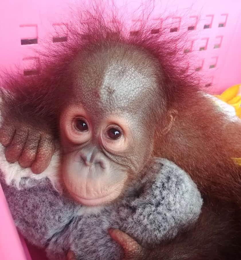 OFI Australiaさんのインスタグラム写真 - (OFI AustraliaInstagram)「Beautiful little orphan Mikey is the youngest baby in OFI’s infant nursery. He is still so tiny. He loves being tucked up into bed at the end of the day with his favourite soft toys. His caregivers are never far away and one always stays overnight with him so he is never alone. _________________________________ 🦧 OFIA Founder: Kobe Steele kobe@ofiaustralia.com  OFIA Patron: Dr Birute Galdikas @drbirute @orangutanfoundationintl @orangutan.canada www.orangutanfoundation.org.au 🦧 🧡 🦧 #orangutan #orphan #rescue #rehabilitate #release #BornToBeWild #Borneo #Indonesia #CampLeakey #orangutans #savetheorangutans #sayNOtopalmoil #palmoil #deforestation #destruction #rainforest #instagood #photooftheday #environment #nature #instanature #endangeredspecies #criticallyendangered #wildlife #orangutanfoundationintl #ofi #drbirute #ofiaustralia #FosterAnOrangutanToday」7月15日 19時09分 - ofi_australia