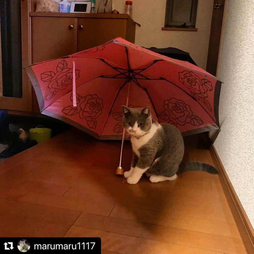 のインスタグラム：「【#ねこは人を笑顔にする】❣️ 梅雨早く終わらないかな…☔️😊 @marumaru1117 さん、ありがとう🌞💕 #Repost @marumaru1117 with @make_repost ・・・ 雨宿り中☂️ ・ ・ ・ #ブリティッシュショートヘア #ブリショー #britishshorthair #cat #猫 #catstagram #catsofinstagram #cats_of_instagram #ねこすたぐらむ #猫すたぐらむ #ねこのいる生活 #こねこ #kitten #instacat #ぺこねこ部 #pecoねこ部 #ぺとこと猫部 #ねこのきもち #ねこちゃんホンポ #ねこは人を笑顔にする #猫好きさんと繋がりたい #雨宿り #傘猫」