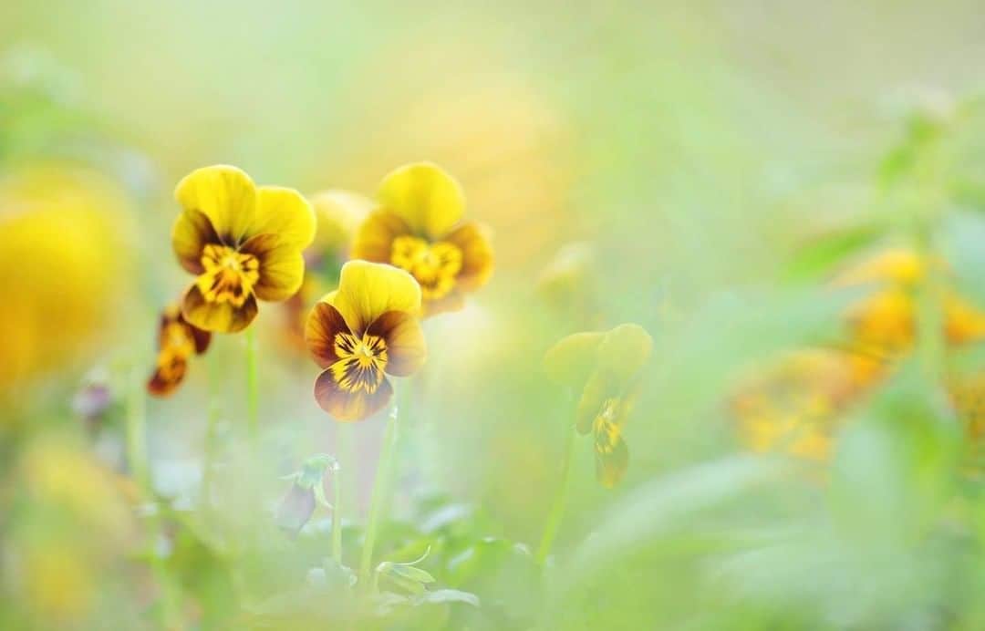 花の写真館のインスタグラム：「Photo by @__julika087.⠀ https://instagram.com/__julika087/⠀ .⠀ Original Post[投稿いただいたURL]⠀ https://www.instagram.com/p/B51ZXSCAB-3/⠀ .⠀ 本アカウントは、 #私の花の写真 をつけてInstagramに投稿された皆さまの花の写真や、「花の写真館」Facebookページで投稿された花の写真を紹介します。⠀ 「花の写真館」Facebookページは、「 @floral.photograph 」のプロフィールにあるURLからご覧ください。⠀ .⠀ ※各自、政府、自治体など公的機関の指示に従った行動をお願いします。⠀⠀ 東京カメラ部および分室では、写真を「見る楽しみ」を提供することを通して、微力ながら皆様にわずかな時間でも癒しをお届けしたいと思っております。⠀ ※本アカウントは東京カメラ部がFacebook、Instagramのサービスを利用して運営しているもので、Facebook社・Instagramとは一切関係ありません。⠀ .⠀ #花の写真館 #floralphotograph #floralphoto #flower #flowers⠀ Follow: @floral.photograph」