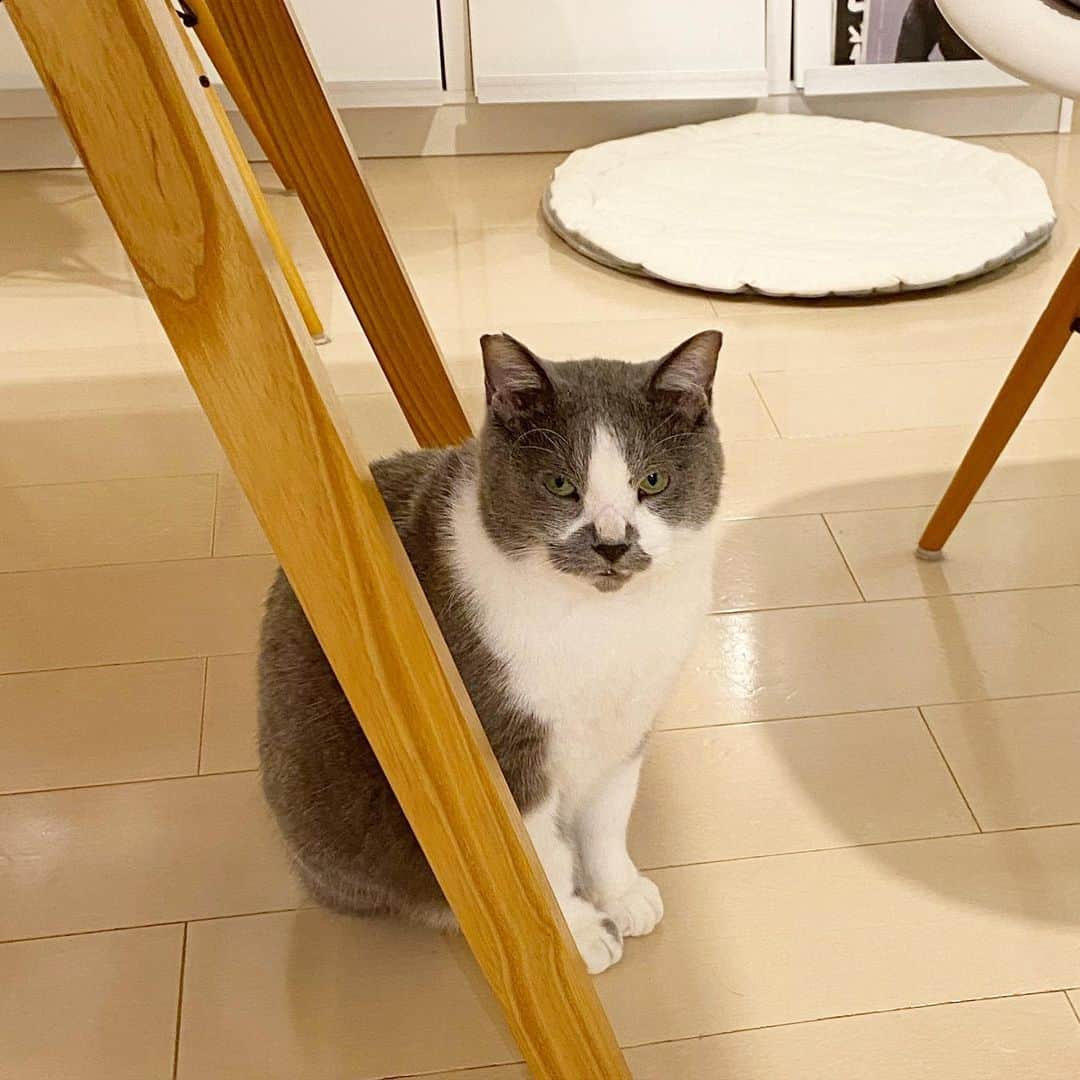 くまお父のインスタグラム：「います。父が。（く） #父水曜日は早帰りデー  #父がいます #ilovecats」