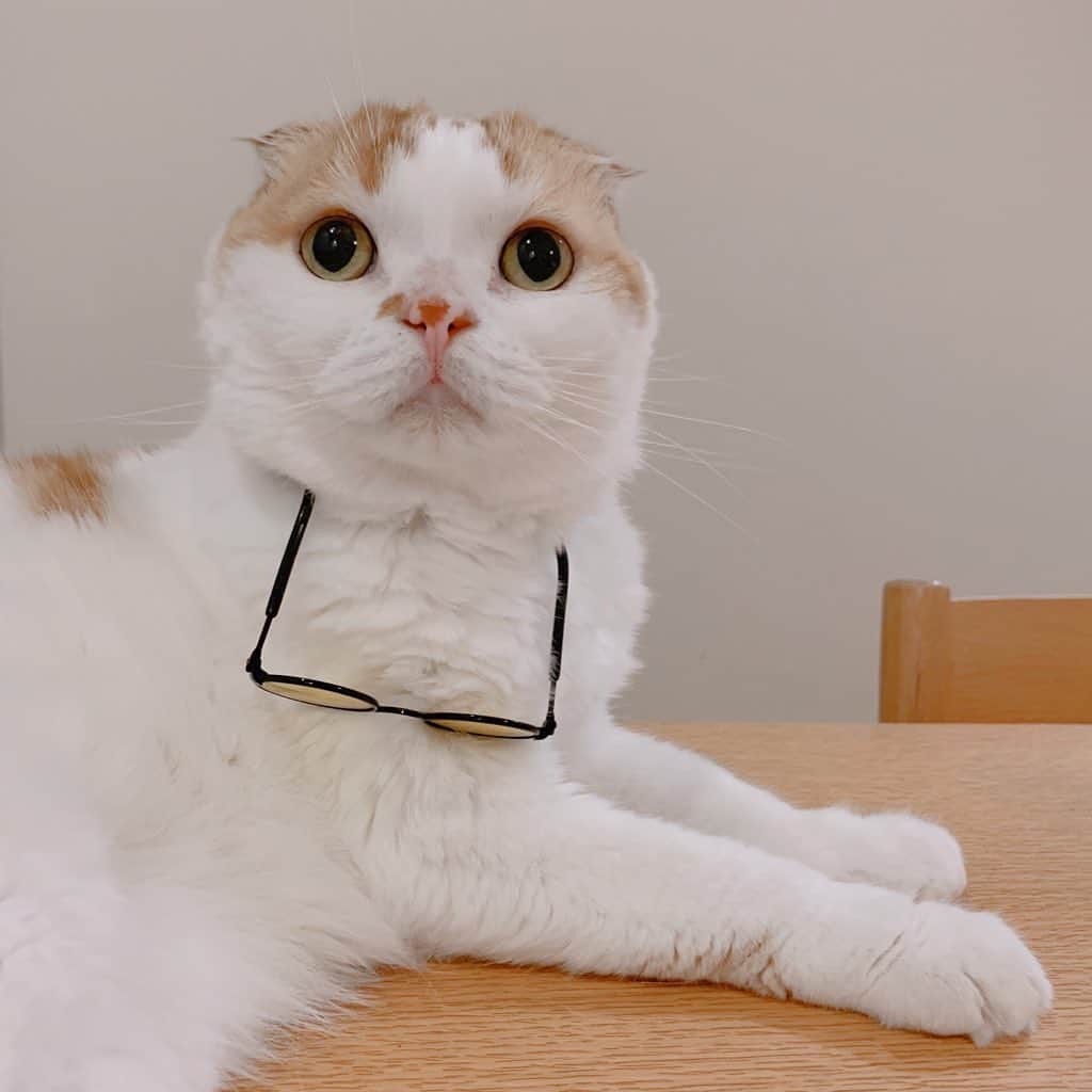 のんたのインスタグラム：「のんちゃん🕶水曜日のダウンタウンに出られるんじゃない？🤣 ・ #scottishfold #catstagram_japan #catsofinstagram #cats_of_instagram#catoftheday #ilovemycat #bestmeow #catlover #cutecat #kittensofinstagram #cute #スコティッシュフォールド」