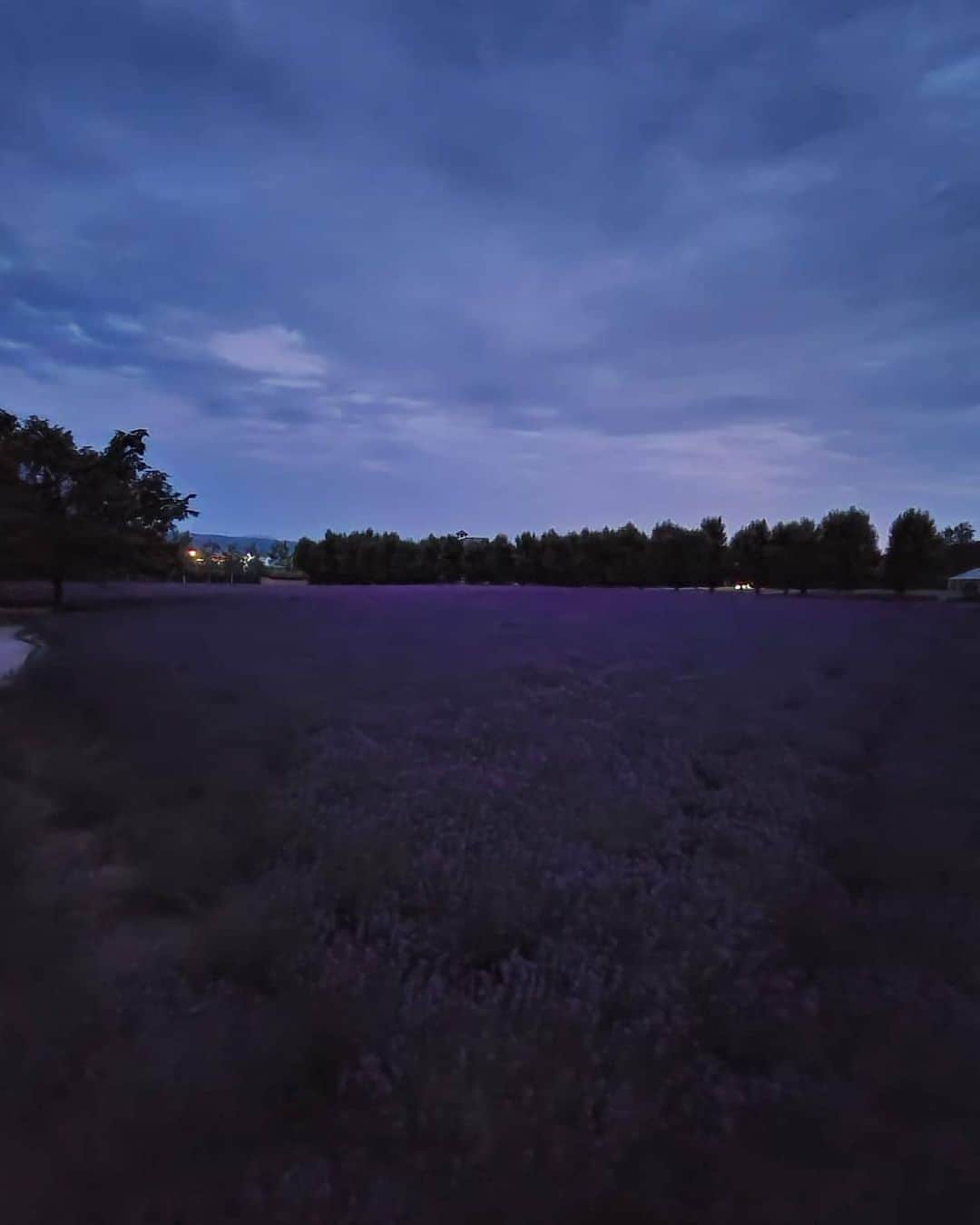 masayaさんのインスタグラム写真 - (masayaInstagram)「Galaxy S20 Plus night mode ナイトモードであえて照明が無い 真っ暗なラベンダー畑を撮影してみた。 2枚目はナイトモードを使わないで撮影。 #GalaxyS20Plus #TeamGalaxy #withGalaxy　#ambassador　@galaxymobilejp #ラベンダー #lavender #lavenderfields #flowers」7月15日 20時43分 - moonlightice