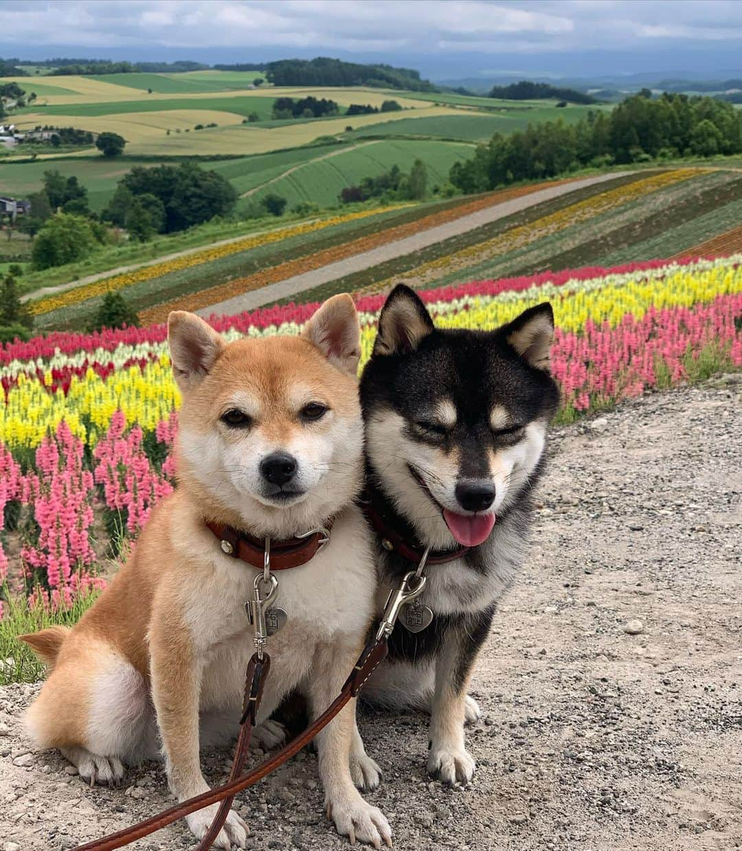 豆柴なつ&ふゆさんのインスタグラム写真 - (豆柴なつ&ふゆInstagram)「We went to Biei🌸😆‼️ 美瑛の花畑🌸😆‼️  #美瑛　#四季彩の丘 #北海道　#北海道旅行 #犬連れ旅行 #travel #biei　#花畑 #旅行 #flowerstagram  #shibaaddict #shibaaaaainu  #わんダフォ #shibamania  #pecoいぬ部 #shiba_snap  #instashiba#cutedogs  #柴犬#shiba #shibainu #shibastagram  #pecoいぬ部 #犬バカ部  #instafollow #dogoftheday  #🐕📷 #theshibasociety  #柴#proudshibas  #柴犬ライフ」7月15日 20時50分 - mameshiba.natsuinu56