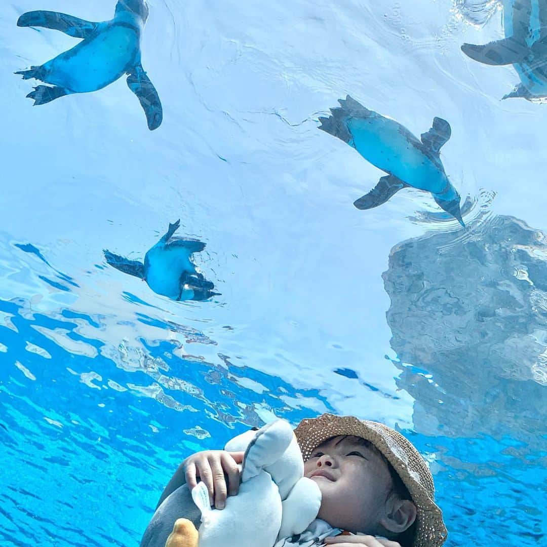 のインスタグラム：「【今日の #いこーよおでかけ部】pick up... @manapin.m﻿ ━━━━━━━━━━━━━━━━━━━━━﻿ 🐧... #八景島シーパラダイス﻿ 神奈川県横浜市金沢区の八景島にある水族館。アトラクション、レストラン、ショッピングモール、ホテルもあり人気のレジャー施設です。横浜駅から1本で行けるバスも運行中でアクセスも◎！﻿ いこーよ：https://iko-yo.net/facilities/170﻿ ━━━━━━━━━━━━━━━━━━━━━﻿ ﻿ ＜faciities＞-------------------------------------------﻿ 📍横浜・八景島シーパラダイス﻿ 住所：神奈川県横浜市金沢区八景島﻿ 営業時間： 季節により異なるため、公式サイトをご確認下さい﻿ 定休日：不定休﻿ 料金：【ワンデーパス／当日券】大人5,200円、小中学生3,700円、幼児（4歳以上）2,100円﻿ ----------------------------------------------------------﻿ ﻿  いこーよ@ikoyo_odekake では、「親子のおでかけ」に関する写真を募集しています😊お子さんとのおでかけの思い出の場所をこのアカウントをフォローの上、 #いこーよ を付けて投稿してください。魅力的な写真は、いこーよ公式SNSや、いこーよ内の記事でも紹介&使用させていただく場合がございます！ 沢山の投稿お待ちしております。﻿ ﻿ ✨募集中タグ#いこーよ﻿ ﻿ 📱子供の年齢に合ったおでかけ先が見つかる「いこーよ」公式アプリのダウンロードはAppStore 、Google Playで「いこーよ」で検索！﻿ ・﻿ ・」