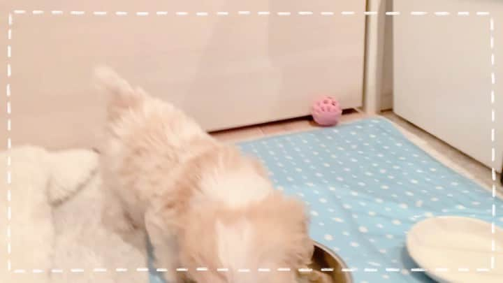 ピコのインスタグラム：「新入りの「もなか」です🐶 ごはんもりもり食べております。 すくすく育っておくれ😌  #ピコ #ピコ犬 #もなか #子犬 #ペット #食事シーン #かわいい #キャバマル #ミックス犬 #dog  #dogstagram  #puppy」