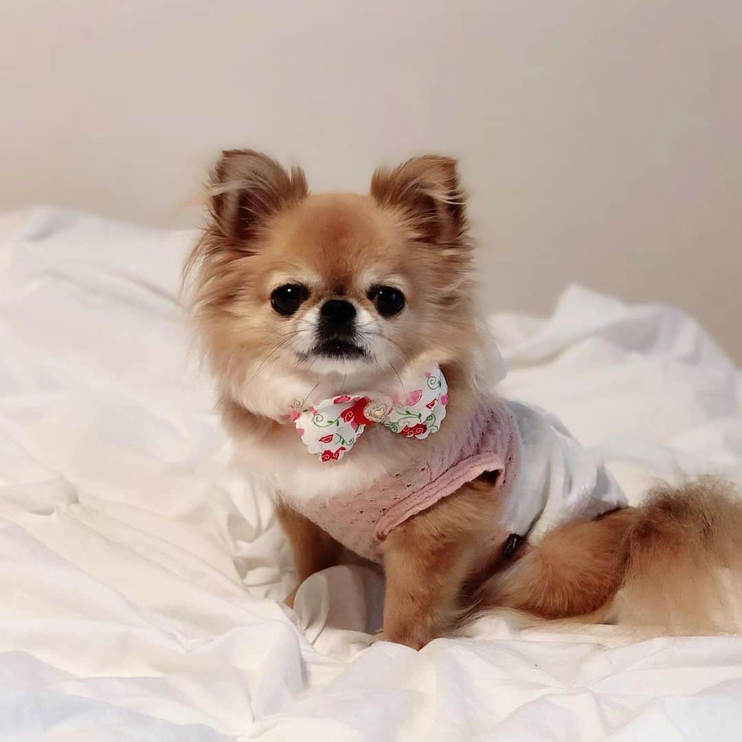 のインスタグラム：「* * ベルのシャンプーをお願いするといつも付けてくださるチョーカーが楽しみで🐶💛🛁 * 今回のハート柄も可愛い❤️❤️❤️ * * * #チワワ #chihuahua #chihuahualove #チワワ部 #ロングコートチワワ #愛犬 #ドッグチョーカー #犬のいる暮らし #チワワのいる暮らし」