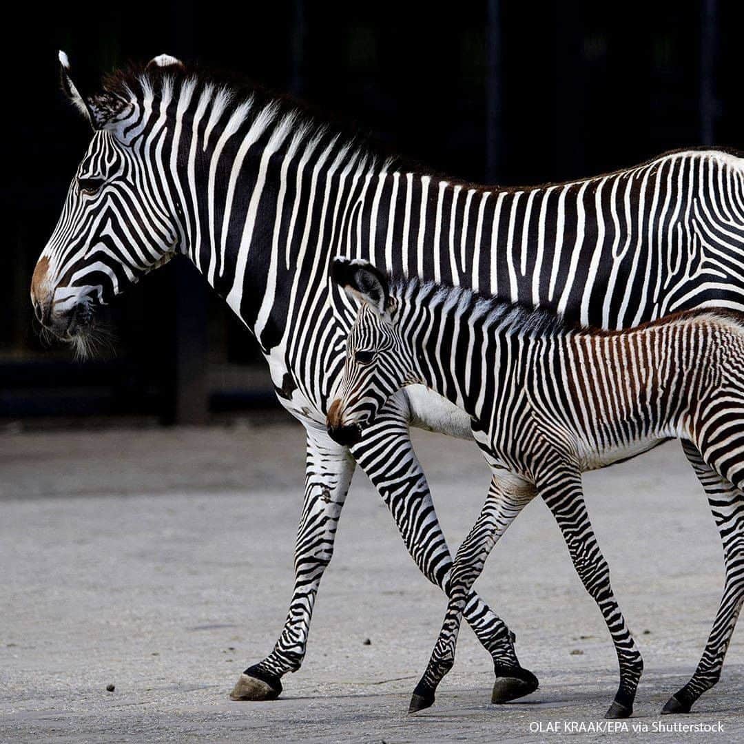 ABC Newsさんのインスタグラム写真 - (ABC NewsInstagram)「A newborn Grevy zebra takes its first steps in its enclosure with its mother at the ARTIS animal park in Amsterdam, on July 15, 2020. - The Grevy zebra is the most endangered of all zebra species. #animals #zebra #greyzebra #endangeredspecies」7月15日 21時27分 - abcnews