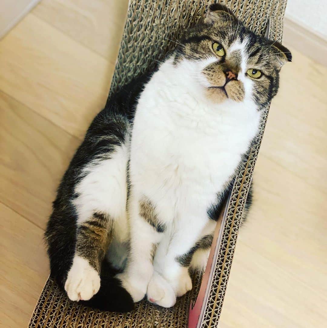 桜咲千依のインスタグラム：「しーーーかみたいな顔してる( *´꒳`* )  #猫 #スコティッシュフォールド #うに」