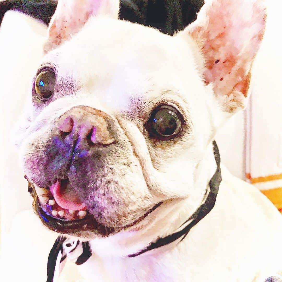 川原亜矢子さんのインスタグラム写真 - (川原亜矢子Instagram)「Adieu...Yojinsa. May your soul rest in peace.  #frenchbulldog #farewell #フレンチブルドッグ　#フレブル　#犬」7月15日 21時34分 - ayakokawahara