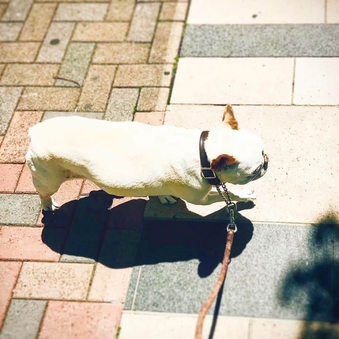 川原亜矢子のインスタグラム：「Adieu...Yojinsa. May your soul rest in peace.  #frenchbulldog #farewell #フレンチブルドッグ　#フレブル　#犬」