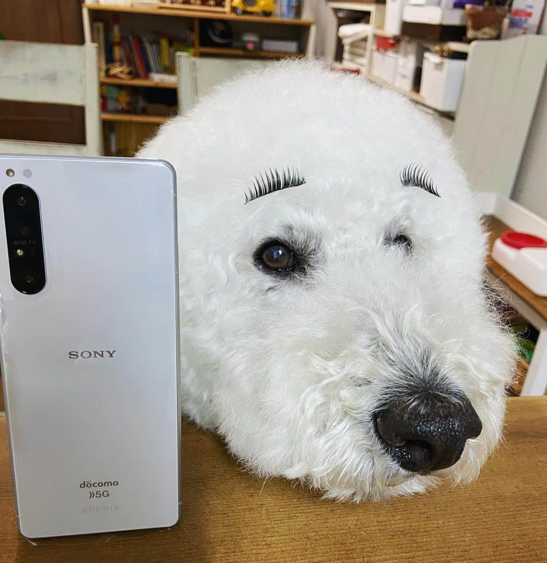 たまねぎさんのインスタグラム写真 - (たまねぎInstagram)「. . Xperia 1 IIのインフォマーシャルに出演しました。 本日7/15日以降、以下のテレビ局で放送となります。 ----------------------------------------- テレビユー山形・北海道放送・チューリップテレビ・ 北陸放送・テレビ山梨・静岡放送・CBCテレビ・ 山陰放送・テレビ高知・テレビ山口・中国放送・ 大分放送・南日本放送 -----------------------------------------  . 今回は、りっくんがっくん、たまねぎ、大将が出ています。 よかったらみてくださいね〜♪ . . Xperia 1 IIの機能は、ほんと素晴らしいので、ぜひ、画面を通じて、その素晴らしさを体感していただけたらと思います！ Xperia 1 II　おすすめですよ〜(*´∀｀*) . . #standardpoodle #dog #lovedogs #poodleinstagram #スタンダードプードル #whitepoodle #poodle #dogstagram#いぬのきもち #犬と暮らす #いぬなしでは生きていけません  #いぬのきもち #癒し #Sony #Xperia #Xperiaアンバサダー #Xperia1II #インフォマーシャル」7月15日 21時35分 - tamanegi.qoo.riku