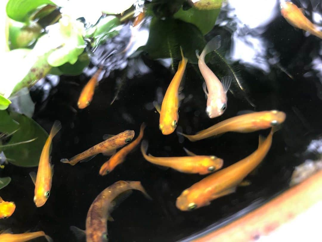 中野みやびのインスタグラム：「めだかちゃん  #めだか #メダカ #fish #魚 #オレンジ #orange #斑 #水 #water #初夏 #夏 #綺麗 #picture #写真 #お気に入り #wawawa #みやび」