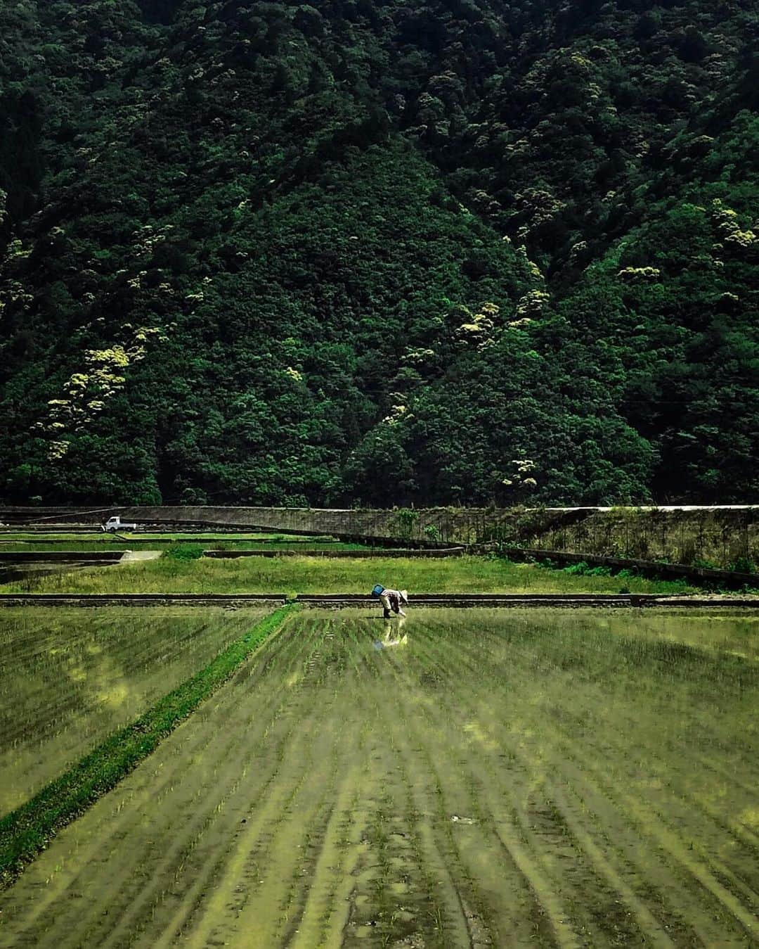 Koichiのインスタグラム：「| 田植え  Rice planting . #Hellofrom #Wakayama #BeautifulJapan #ShotOniPhone . #本宮町 #和歌山 .」