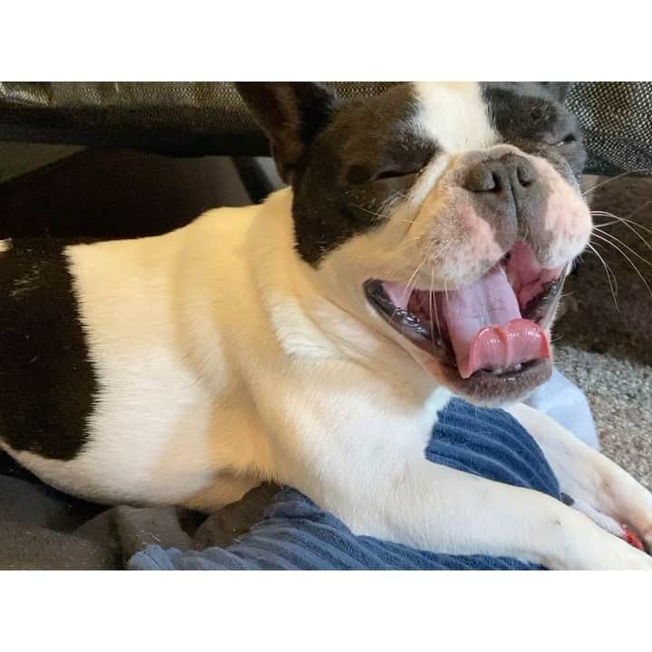 のインスタグラム：「Happy 4th birthday🎂 ブリジットさんが4歳なんてびっくり。  #happybirthday #bd #bday #hbd #frenchbulldog #frenchie #buhi #dog #instadog #dogstagram #family #pet #birthday #cutie #sweetie #フレンチブルドッグ #フレブル #ブヒ #犬 #ペット #家族 #愛犬 #誕生日 #誕生日おめでとう #おめでとう #犬バカ #親バカ #犬バカ部 #いぬすたぐらむ #ブサカワ」