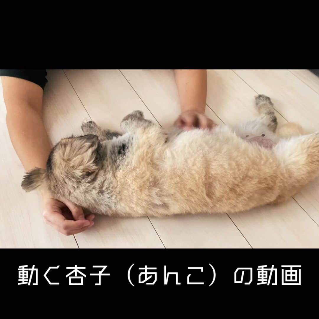 神谷えりさんのインスタグラム写真 - (神谷えりInstagram)「今日は動く杏子（あんこ）の動画をアップしました。  https://youtu.be/jRnyiRxr2m8  #杏子, #あんこ, #保護犬, #ペキニーズ, #推定7歳,」7月15日 22時33分 - erikamiya