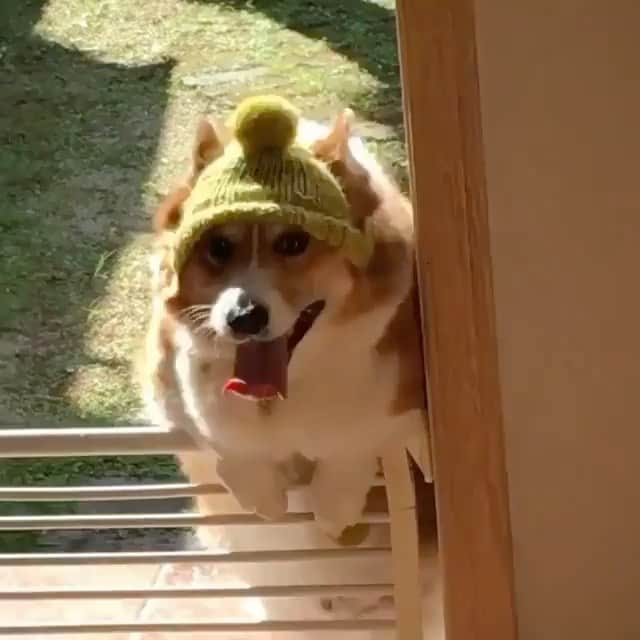 The Critter Havenのインスタグラム：「Cutie 😍 Video by @ericobear  #TheCritterHaven」