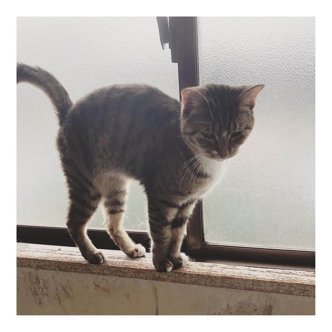 こむぎのインスタグラム：「* 岐阜多頭崩壊現場の猫たち 今日はお口の調子が悪いキジシロの"ちゃちゃ"、お口の状態が悪くはないけれどチェックが必要なキジトラ"まがりくん"を連れて病院へ行ってきました〜🤗 我が家から現場まで片道1時間、そこから病院までまた1時間😂 運転が好きな方で良かった〜😂 ただ眠くならないように運転中は歌を歌ったり(最近は感電⚡️練習中)、辛いお菓子食べたりして運転してます💪 ・ ちゃちゃのお口の状態はやはり先に臼歯の全抜歯をした"りすちゃん"たちと同じように炎症してぐちゃっとした感じに😢 日程が決まるのはこれからですが、大学病院で手術をすることになりました🙏🏻 手術前の血液検査結果も特に大きな問題もありませんでした！良かった💦 早くお口が痛いの良くなるといいね😭 そしてまがりくんは口内炎は軽度ということがわかりました🤗 2人とも移動中とってもいい子だったけど、おそらくはじめての外の世界だったので緊張からか2人ともキャリーの中でおしっこ💦 (まがりくんは💩も😂) 現場へ戻って早々に体を拭きました😊 2人とも背中もお腹も手も足も大人しくちゃんと拭かせてくれて本当にいい子〜😭 部屋に戻るなりちゃちゃはゴロゴロと喉を鳴らしてまがりくんも普段の様子と変わりなく😊 まがりくんはすぐにでも里親さんの元に行けそうだね🤗 最初は慣れるまで時間かかるかもですが、慣れたら甘えん坊くんです！ ちゃちゃは手術をして術後の様子をみてから里親さんへ繋ぐことになるかなと思うので、それまでまだ時間かかるけどこんなに甘えん坊で可愛いちゃちゃは幸せが待ってるよね☺️ ・ 里親募集中の子たちはあと23匹ほど！ それぞれ詳しい猫情報は @comugineko をご覧くださいー🙇🏻 #岐阜多頭崩壊レスキュー  #里親募集 #里親募集中 ・ 昨年の12月の夢ちゃんの抜歯手術からはじまり、全抜歯や臼歯の全抜歯、又は一部抜歯を行ったのは夢ちゃん、ぴのくん、ぶどうくん、てなちゃん、くじら、つばめ、りす、きりん、ふぐ、しゅうの10匹。 その間に歯石取りをした子もいたけれど、ちゃちゃの抜歯手術が終わったら、これで手術はひと段落かな？？ あともう少し！頑張るぞ💪」