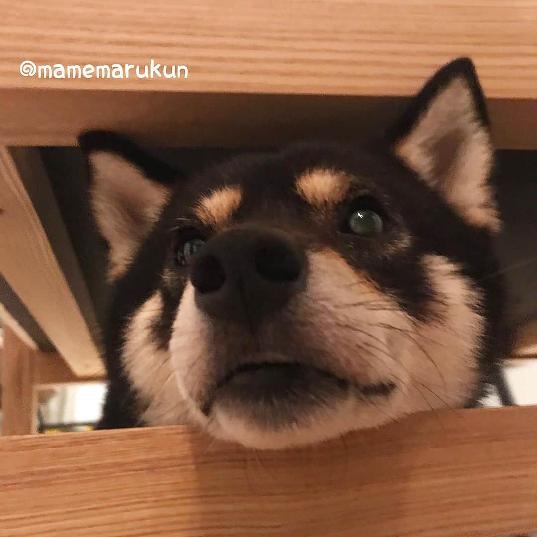 まめ丸のインスタグラム：「* * おさんぽ中に 『アライグマ🐻ににてる』って いわれたよー🐶 * #よろこんでいいのやら #かなしんでいいのやら * #柴犬#豆柴#柴#黒柴#犬#いぬのきもち#shiba#shibainu#shibastagram#shibadog#puppy#instadog#dogstagram#dog#instashiba#petstagram#pet#cutepetclub#강아지#멍스타그램#doglover#ilovemydog#weeklyfluff#ソファの下のまめ丸」