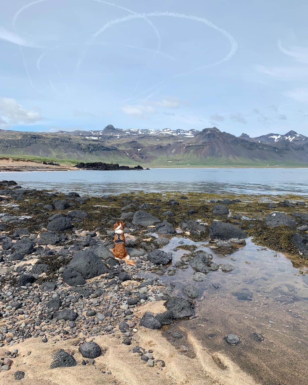 Of Monsters and Menさんのインスタグラム写真 - (Of Monsters and MenInstagram)「summer in Iceland photo dump🌳🐟🌸🦋」7月15日 23時57分 - ofmonstersandmen