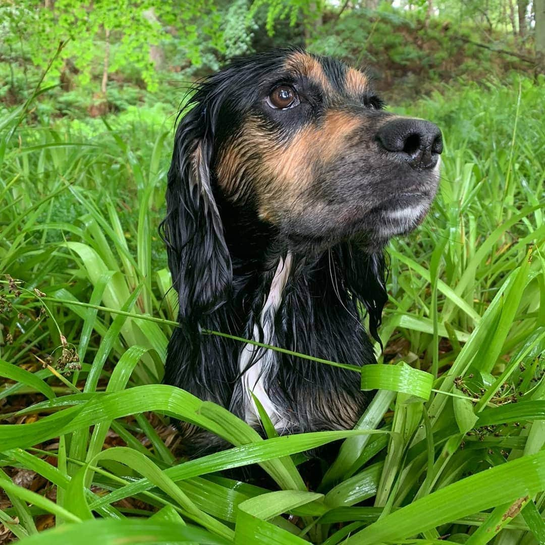 ハンナ・ミレイさんのインスタグラム写真 - (ハンナ・ミレイInstagram)「It's a #wetspanielwednesday kinda day 🐶💧 🔹 🔹 🔹 #poppy #wednesday #wetdog #spanielswhoswim #soggyspaniel #walkies #visitscotland #visitaberdeen #wetdogWednesday #happyspaniel」7月16日 0時03分 - smiley8889