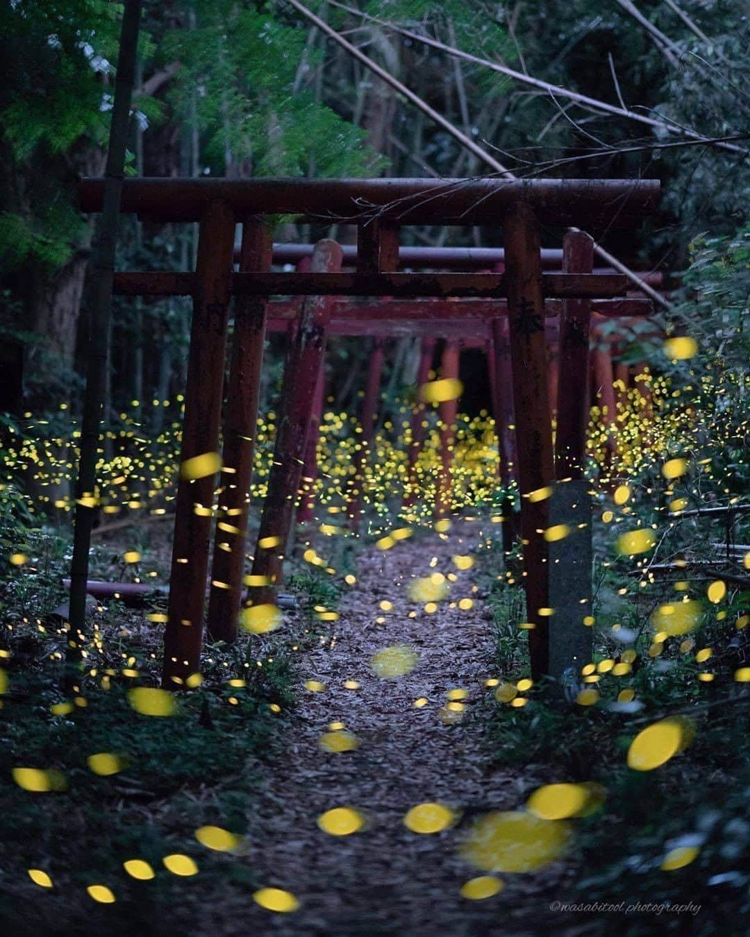 Discover Earthさんのインスタグラム写真 - (Discover EarthInstagram)「These fireflies are from a rare species. Over 45 types of firefly live in Japan, but only 14 of them have magical glowing bottoms.  How would you like to see that ?  🇯🇵 #discoverjapan Pictures by @wasabitool   #japan #firefly #glowing」7月16日 0時04分 - discoverearth