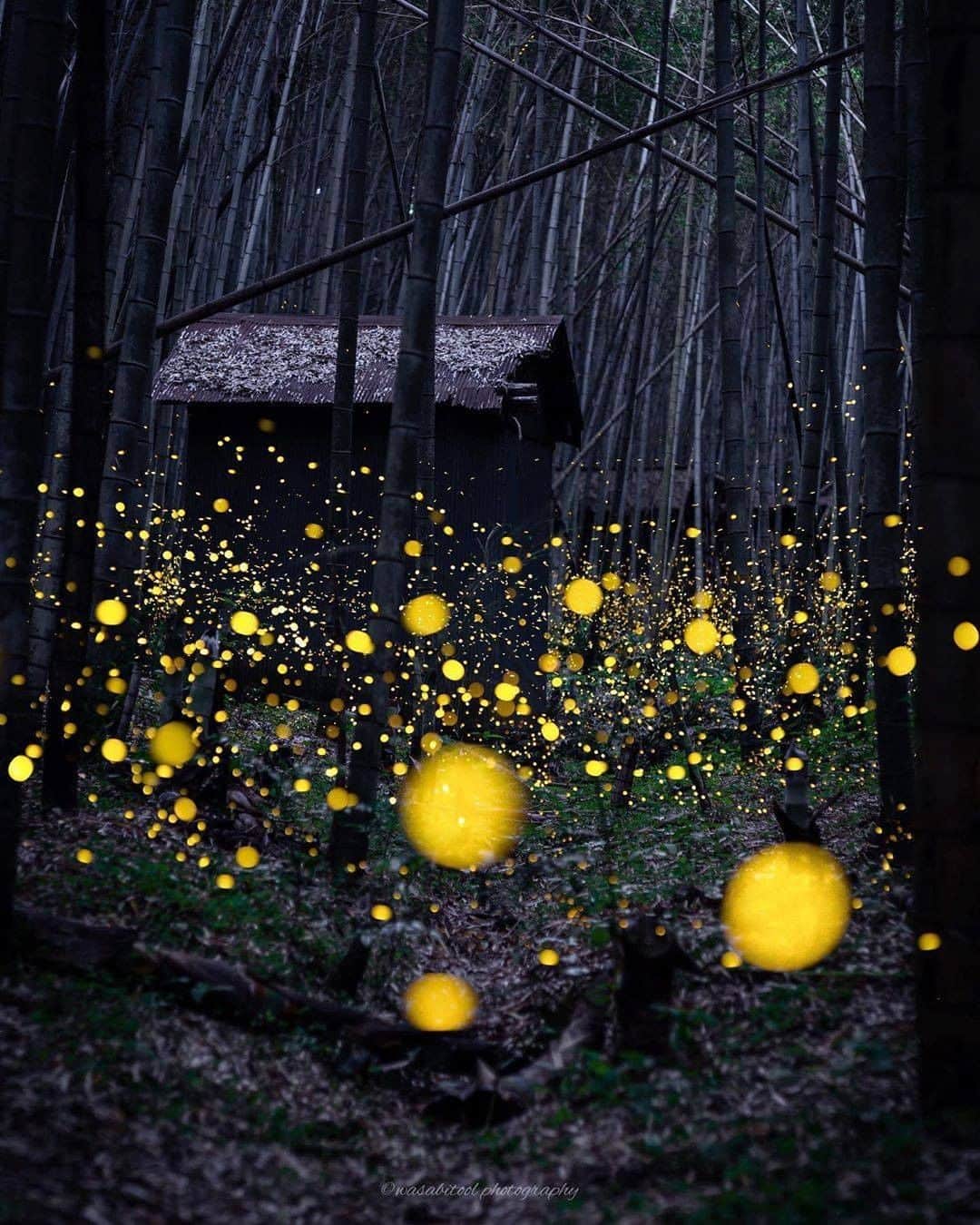 Discover Earthさんのインスタグラム写真 - (Discover EarthInstagram)「These fireflies are from a rare species. Over 45 types of firefly live in Japan, but only 14 of them have magical glowing bottoms.  How would you like to see that ?  🇯🇵 #discoverjapan Pictures by @wasabitool   #japan #firefly #glowing」7月16日 0時04分 - discoverearth
