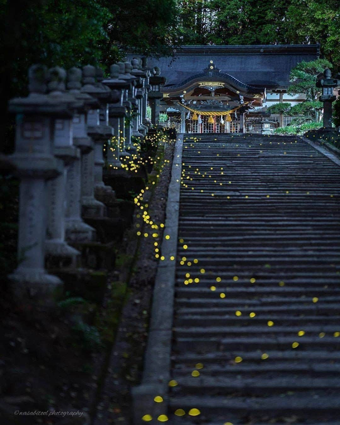 Discover Earthさんのインスタグラム写真 - (Discover EarthInstagram)「These fireflies are from a rare species. Over 45 types of firefly live in Japan, but only 14 of them have magical glowing bottoms.  How would you like to see that ?  🇯🇵 #discoverjapan Pictures by @wasabitool   #japan #firefly #glowing」7月16日 0時04分 - discoverearth