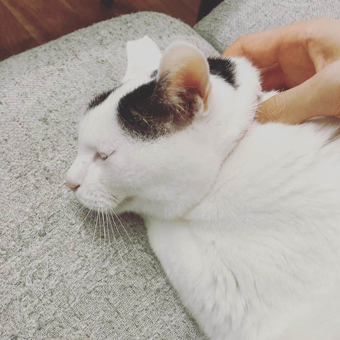 Siznaさんのインスタグラム写真 - (SiznaInstagram)「#dura #cat #づら #猫 #sizna #雑種 #元地域猫 #ヅラ #ヅラ猫 #ヅラ猫部 #にゃんスタグラム #猫変態を増やそうの会 #7月折り返し」7月16日 0時07分 - dura0227