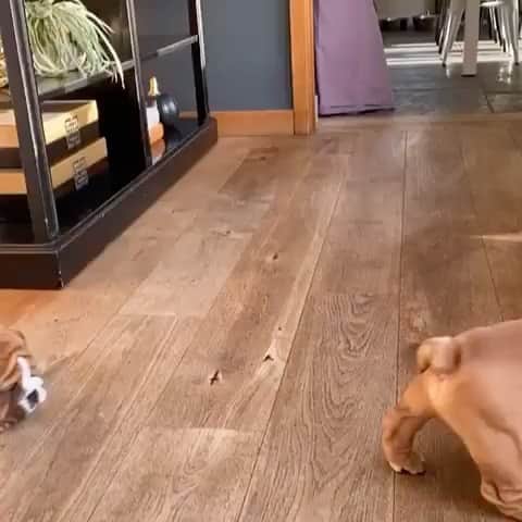 Bodhi & Butters & Bubbahのインスタグラム：「Can you count all the wrinkles?! 😍 . . . . . . #bulldog #puppy #love #bffs #sibling #life #wrinkles #for #days #cute #baby #dogsofinstagram #dog #mom #sweet #smile #positivevibes #bestoftheday 💗 @dolly_lenny_timmy_rupert」
