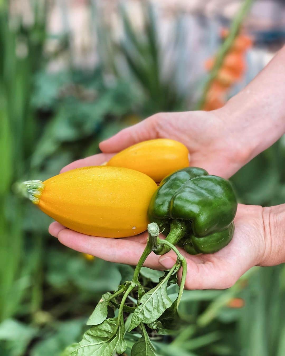 シャーロット・ケイト・フォックスのインスタグラム：「大きくはないが美味しい！ 私の庭の野菜。  Not big but delicious.  My sweet little garden veggies. ❤️」