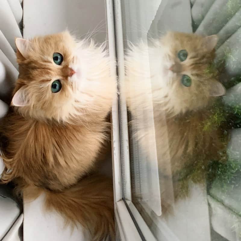 Smoothieのインスタグラム：「Even her reflection is judging you.」