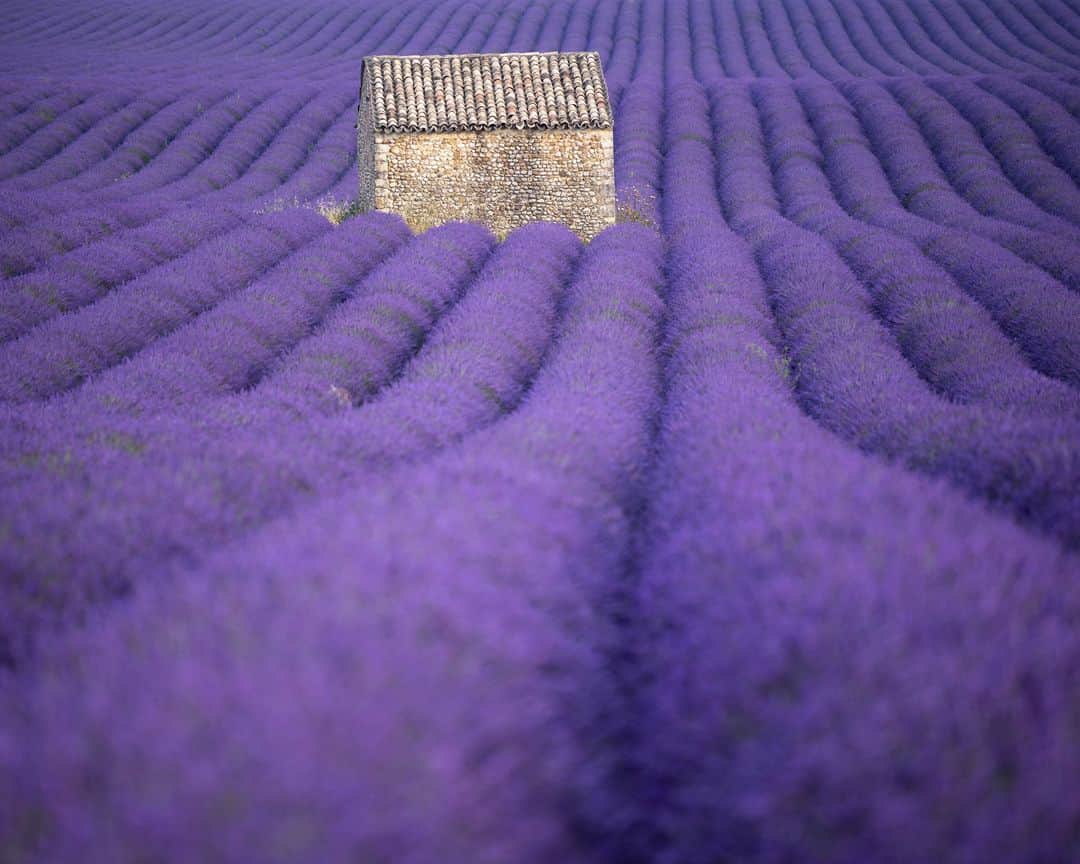 のインスタグラム：「AFP Photo 📷 @christophesimonafp - A field of lavander in Puimoisson, southern France.」