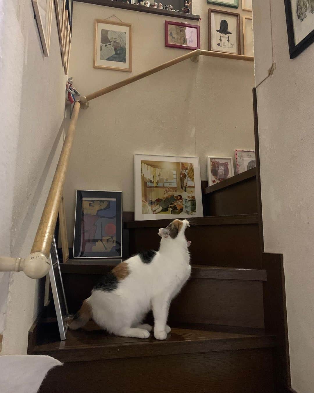 Kachimo Yoshimatsuさんのインスタグラム写真 - (Kachimo YoshimatsuInstagram)「階段で吠える！  じゃなくて、  階段で大あくび！  Bark on the stairs!   Not yawn on the stairs  #うちの猫ら #mikeko #猫 #ねこ #cat #ネコ #catstagram #ネコ部 http://kachimo.exblog.jp」7月16日 1時06分 - kachimo