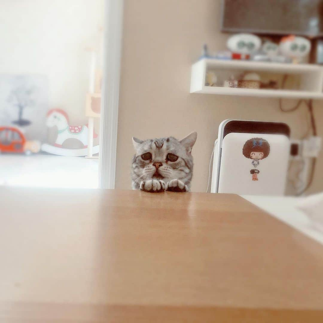 ルフさんのインスタグラム写真 - (ルフInstagram)「#luhu:”Finally, mom woke up and opened her eyes,i waiting for #meatcans pretty long time 😟” - - #cat #cute #catlover #angel #adorable #lovely #goodmorning」7月16日 11時03分 - lanlan731