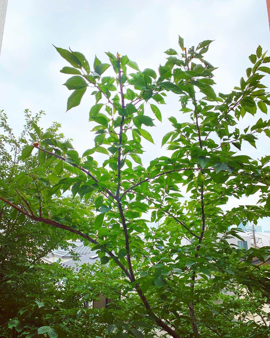 Shun さんのインスタグラム写真 - (Shun Instagram)「朝からマジ顔で高枝切り鋏✂︎ 桜の木に囲まれた我が家、夏にかけて虫が多くなるので部屋の窓から桜の木の枝を剪定。来年の春を楽しみに🌸」7月16日 11時26分 - totalfat.shun