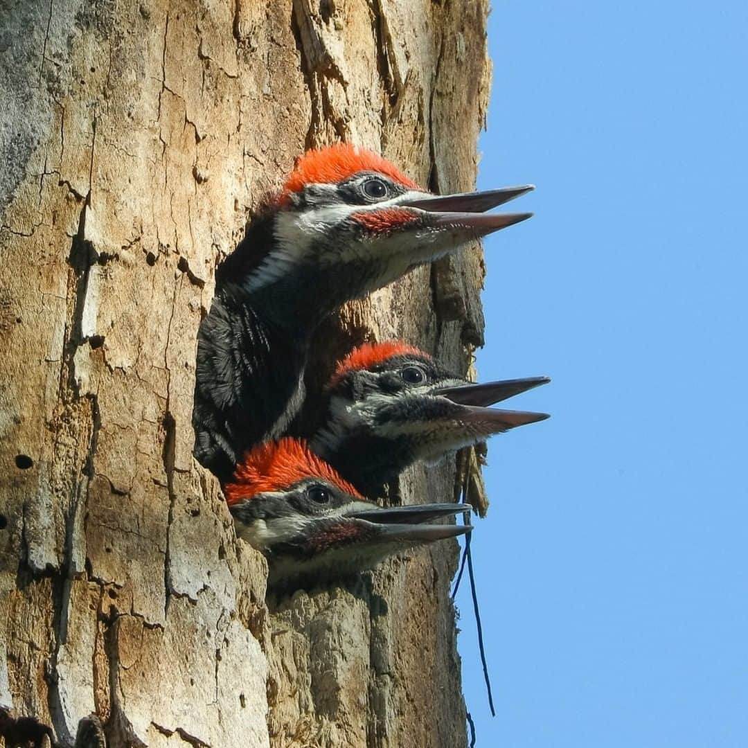 ナショナルジオグラフィックさんのインスタグラム写真 - (ナショナルジオグラフィックInstagram)「Photo by @timlaman  Pileated woodpecker chicks stick their heads out of a nest opening as they see a parent arriving with food. This spring, I’ve been enjoying photographing birds near my home in Massachusetts and finding some spectacular wonders of nature nearby, like this nest I spotted while on a bike ride. Have you seen any nesting birds near your home during your lockdown this spring? See my whole series of nesting birds @TimLaman. #backyardbirds #birds #woodpecker #Massachusetts」7月16日 11時34分 - natgeo