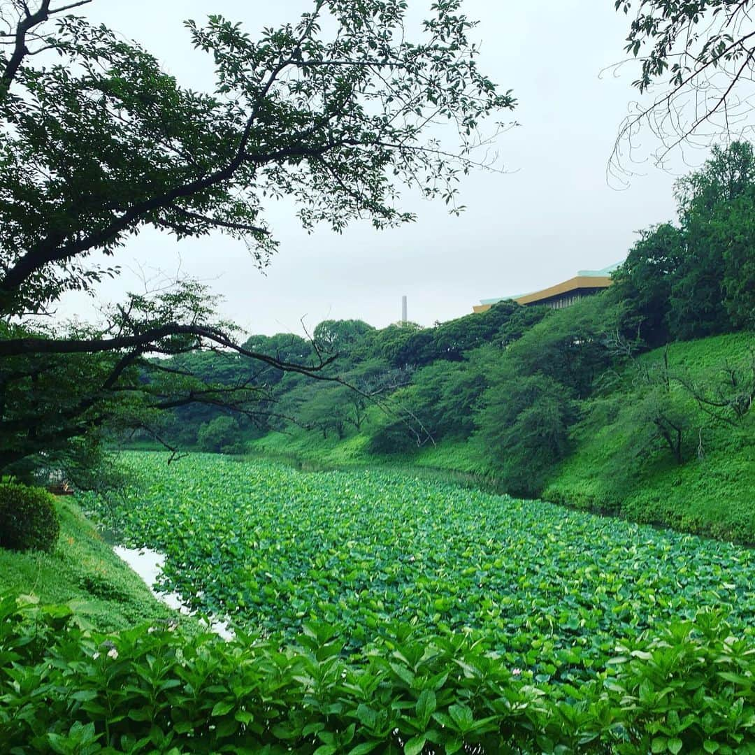 一三さんのインスタグラム写真 - (一三Instagram)「千鳥ヶ淵の大量の蓮たちと，ちょびっと見える日本武道館。  久しぶりに雨が降ってないので，都内を縦横無尽に徘徊しなきゃ。  #千鳥ヶ淵 #武道館 #蓮 #lotus #半蔵門 #雨あがり #縦横無尽 #徘徊 #サイクリング #cycling #仕事 #work #営業 #ビジネス #business #自然 #ネイチャー #nature」7月16日 11時38分 - ichizou.co.jp