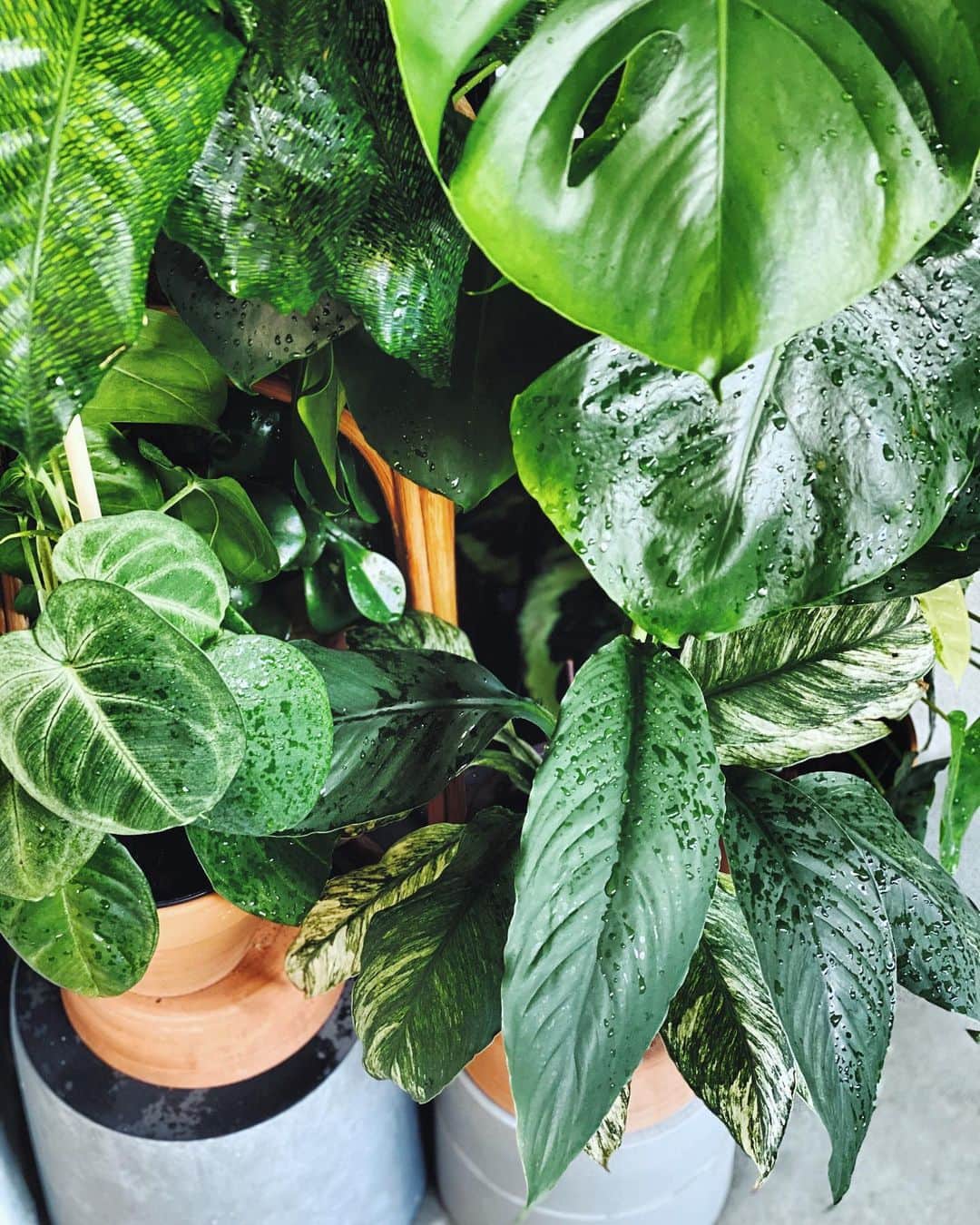 鄭碧瑩のインスタグラム：「Today’s plant gang portrait, my favorite corner currently because everyone is growing like there’s no tomorrow. . . .  #plantstagram #plantsofinstagram #houseplants #plantsmakepeoplehappy #botanical #instaplants #plants #foliage #leaf #plantflife #springintoplants #plantlady #plantpotters #crazyplantlady #houseplantclub #helloplantlover #plantshelfie #houseplantsofinstagram #houseofplantlovers #junglecollective #vsco #vscogram #vscocam #vscogrid #vscoplants #gardeningsg #urbanjunglebloggers #sgplantclub #plantnerd」